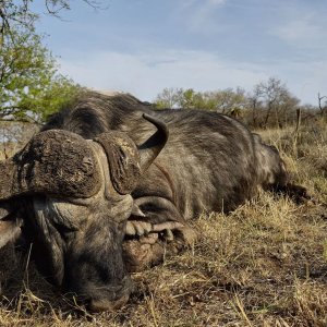 Hunted Cape Buffalo KwaZulu-Natal South Africa