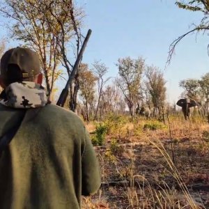 Elephant Hunt Zimbabwe