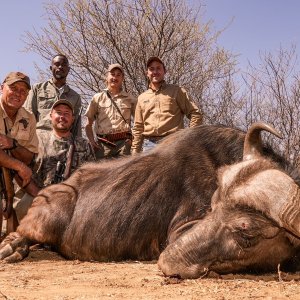 Cape Buffalo Hunt South Africa