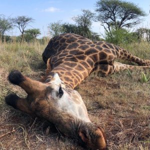 Hunting Giraffe South Africa