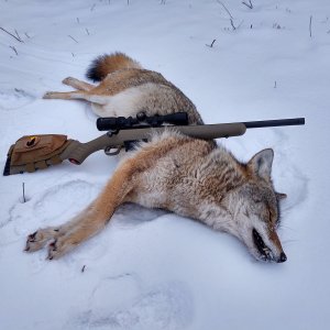 Ruger American in 7.62x39 Rifle