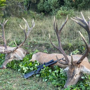 Hunting Red Stag Romania