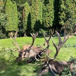 Hunting Red Stag Romania