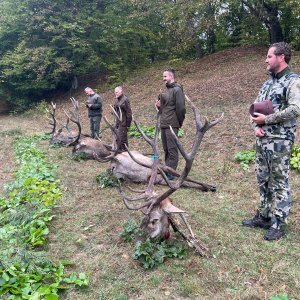 Hunting Red Stag Romania