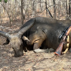 Banteng Bull Hunt Australia