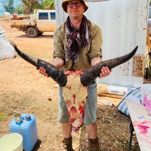 Banteng Bull Hunt Australia