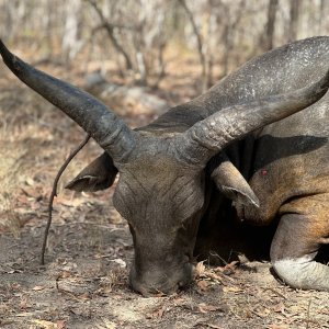 Banteng Bull Hunt Australia