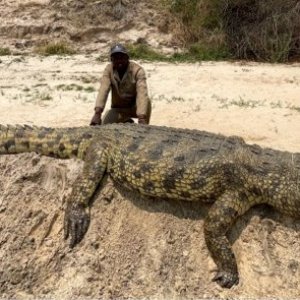 15.2 Feet Crocodile Hunt Caprivi Namibia