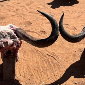 Buffalo Cow Hunt South Africa