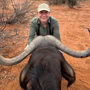 Buffalo Cow Hunt South Africa