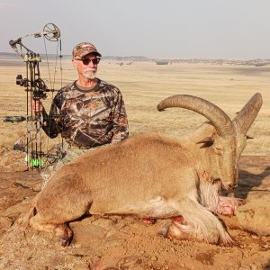 Barbary Sheep Bow Hunt South Africa