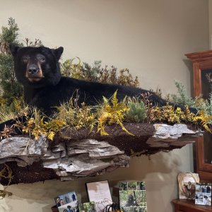 Black Bear Full Mount Taxidermy