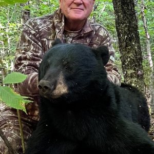 Black Bear Hunt Maine