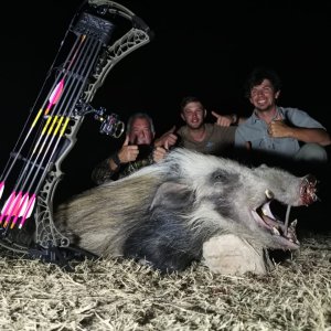 Bow Hunt Bushpig