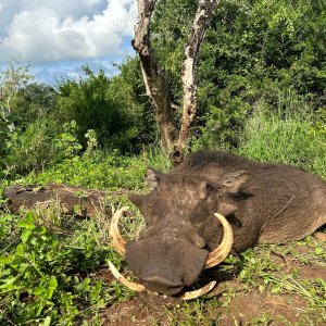 Warthog Hunt Mkuze KwaZulu-Natal South Africa