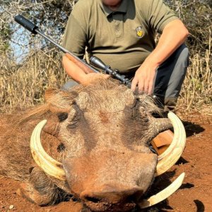 Warthog Hunt Mkuze KwaZulu-Natal South Africa