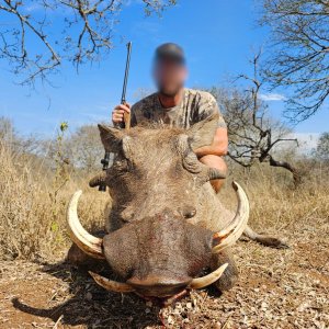 Warthog Hunt Mkuze KwaZulu-Natal South Africa