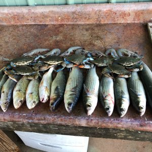 Fishing  Bon Secour Bay