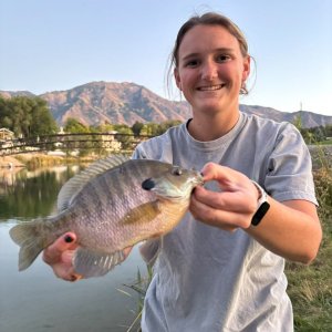 Fishing Bluegill