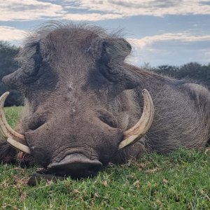 Warthog Hunt Eastern Cape of South Africa