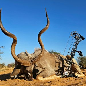 Kudu Bowhunting Kalahari South Africa