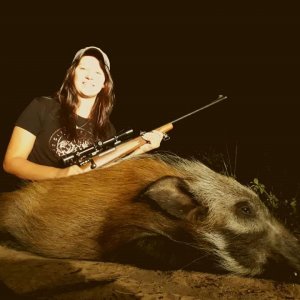 Bushpig Hunt Limpopo South Africa