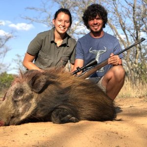 Bushpig Hunt Limpopo South Africa