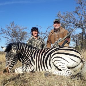 Zebra Hunt Limpopo South Africa