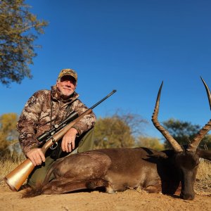 Impala Hunt Limpopo South Africa