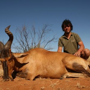 Red Hartebeest Hunt Limpopo South Africa