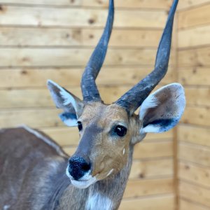 Bushbuck Full Mount Taxidermy