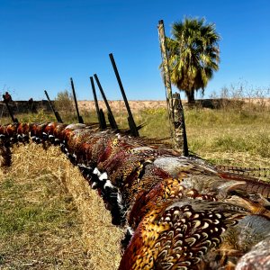 Mexico Bird Hunting