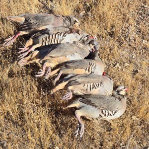 Chukar Hunt Mojave Desert  Southern California