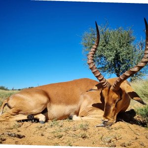 Impala Hunting Kalahari South Africa