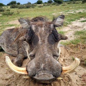 Warthog Hunting Kalahari South Africa