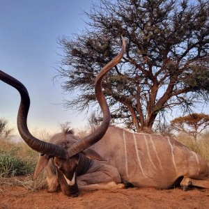 Kudu Hunting Kalahari South Africa