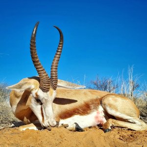 Springbok Hunting Kalahari South Africa