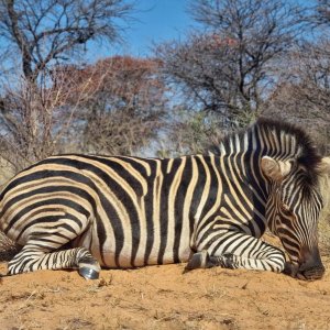 Zebra Hunting Kalahari South Africa