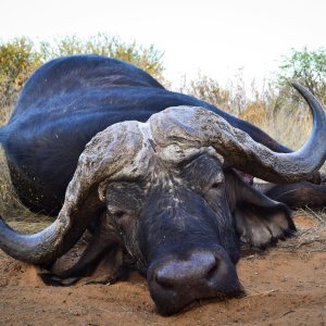 Cape Buffalo Hunting Kalahari South Africa