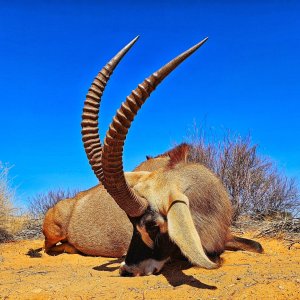 Roan Hunting Kalahari South Africa