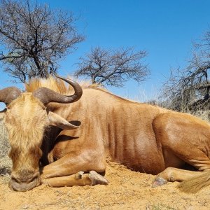 Golden Wildebeest Hunting Kalahari South Africa