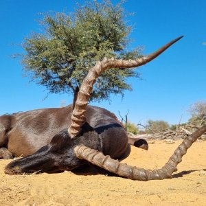 Black Impala Hunting Kalahari South Africa