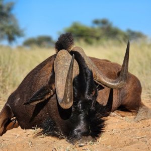 Black Wildebeest Hunting Kalahari South Africa