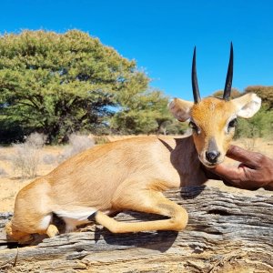 Steenbuck Hunting Kalahari South Africa