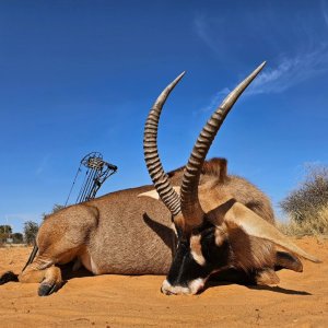 Roan Bow Hunting Kalahari South Africa