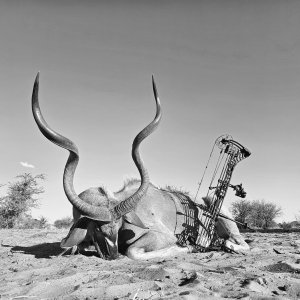 Kudu Bow Hunting Kalahari South Africa