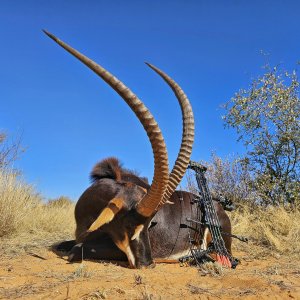 Sable Bow Hunting Kalahari South Africa