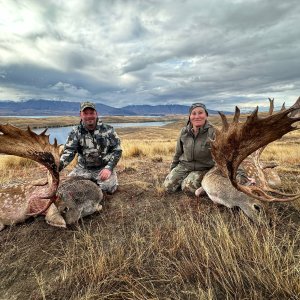 Fallow Deer Hunt New Zealand