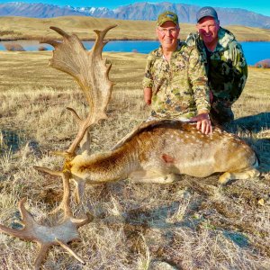 Fallow Deer Hunt New Zealand