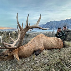 Red Stag Hunt New Zealand